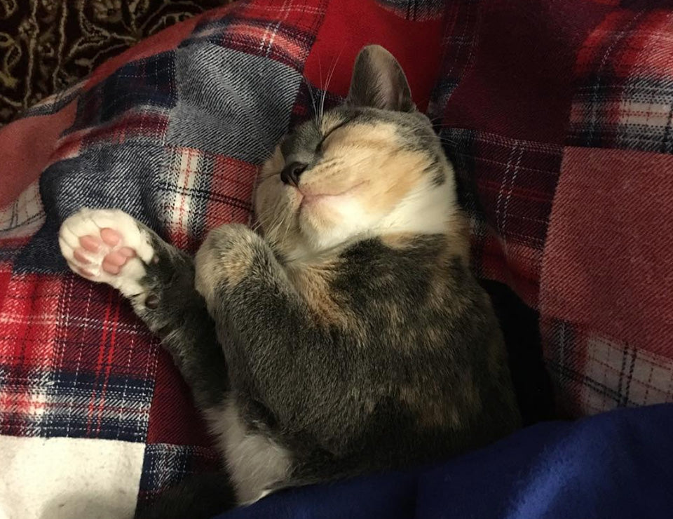 Flannel and Cats
