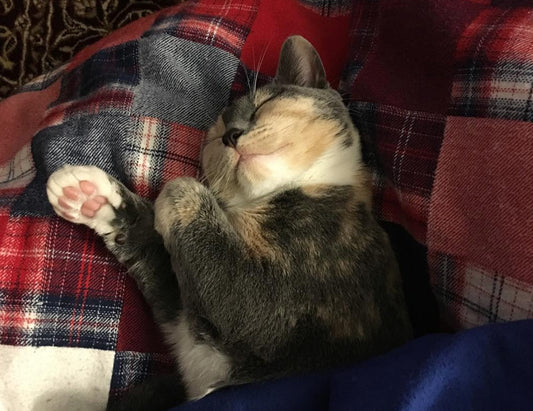 Flannel and Cats