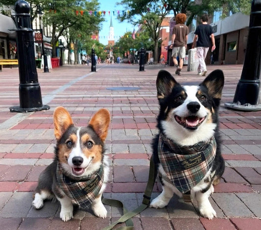 Chief Joy Officers: Meet Pepper & Tilly