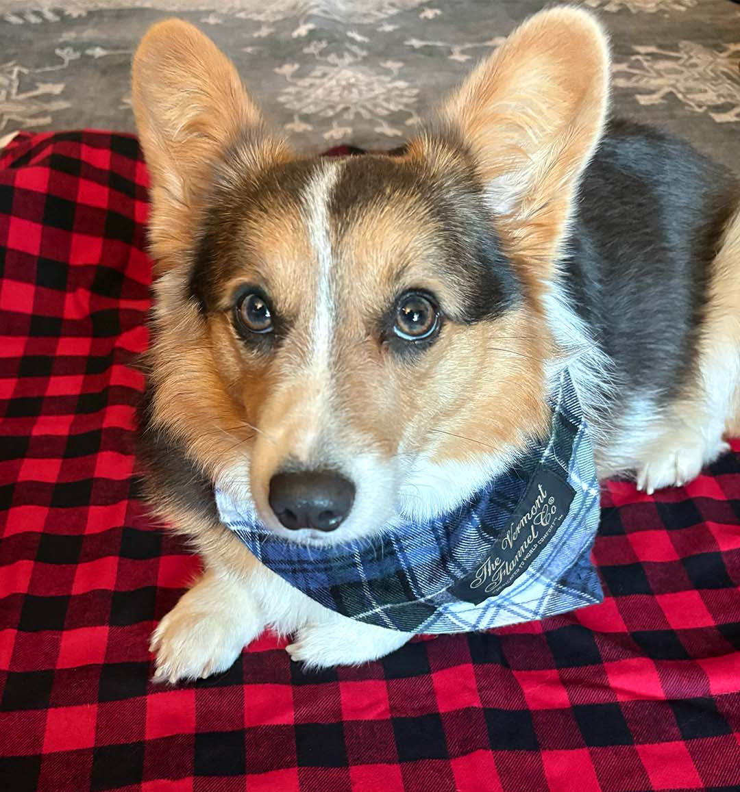 Corgi wearing a plaid bandana on a red and black checkered blanket