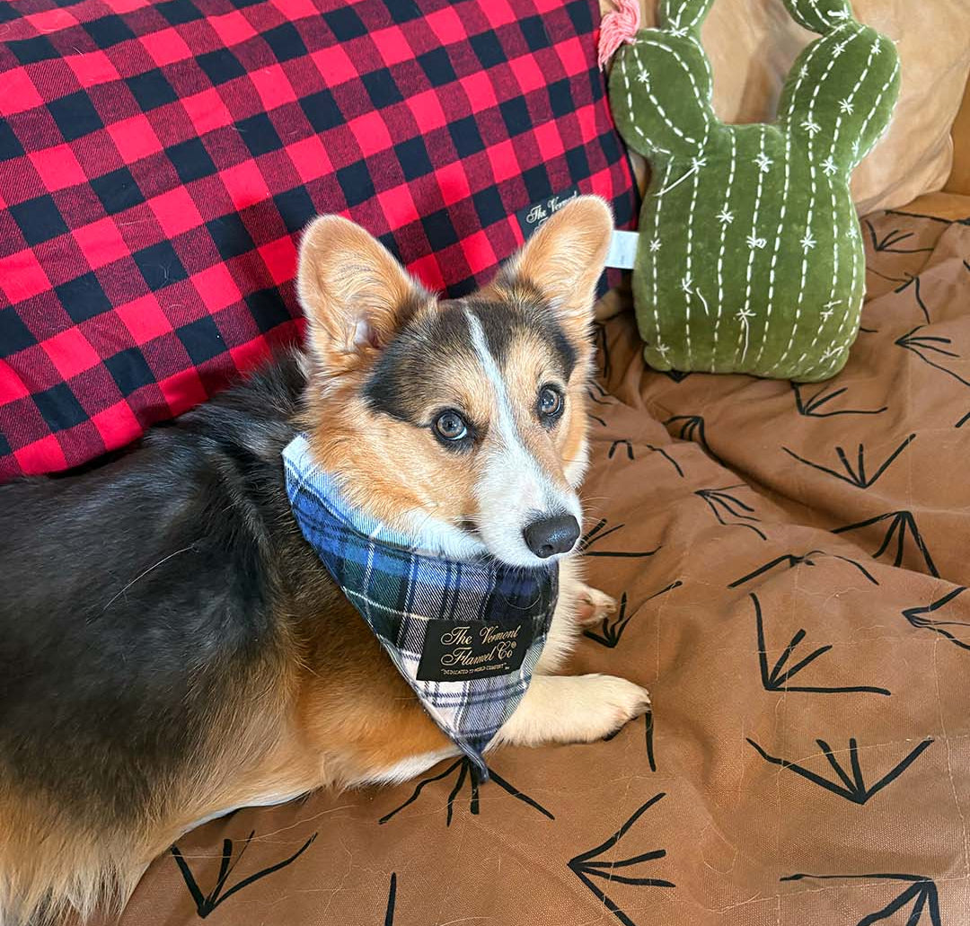 Dog wearing a plaid bandana on a bed with a red checkered blanket