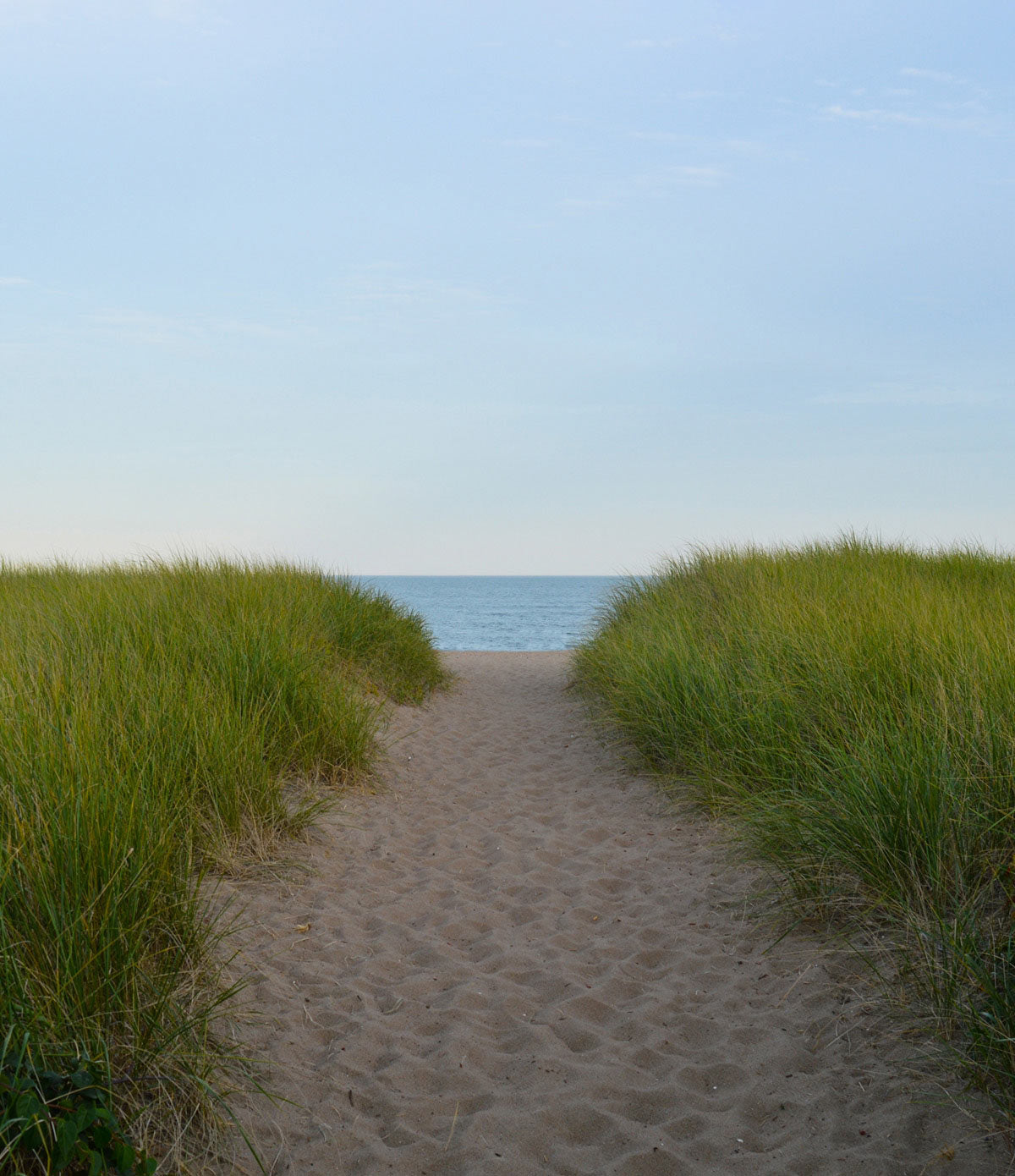 BEACH PINE